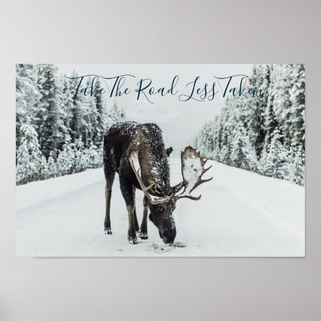 Affiche Moose En Hiver Sur Route Avec Devis (Devant)