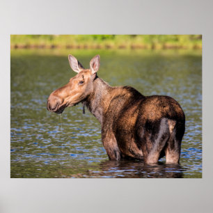 Affiche Moose Feeding in Glacier National Park, Montana