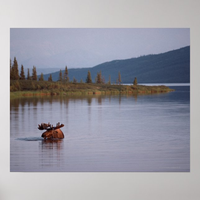 Affiche Moose Swimming in Lake (Devant)