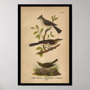 Affiche Moqueur 1890 d'impression d'oiseau