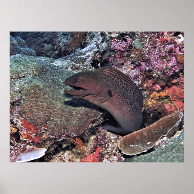 Affiche Moray Emerging (Devant)