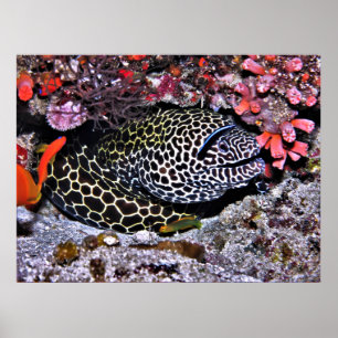 Affiche Moray et ses amis