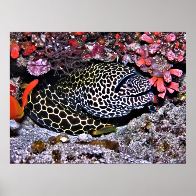 Affiche Moray et ses amis (Devant)