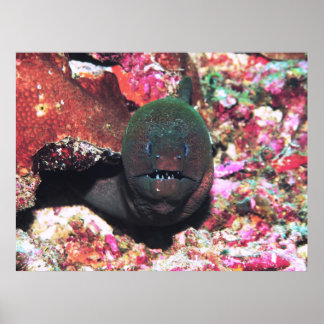 Affiche Moray Portrait