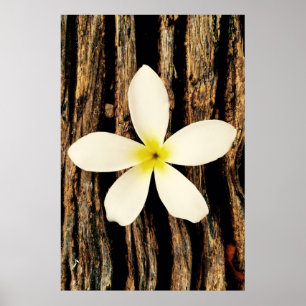 Affiche Morceau hawaïen de déclaration de Plumeria