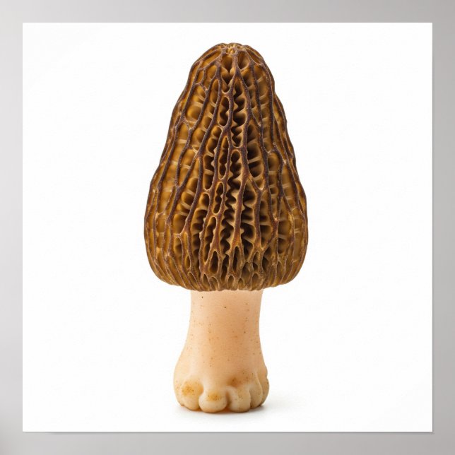 Affiche Morel Mushroom (Devant)