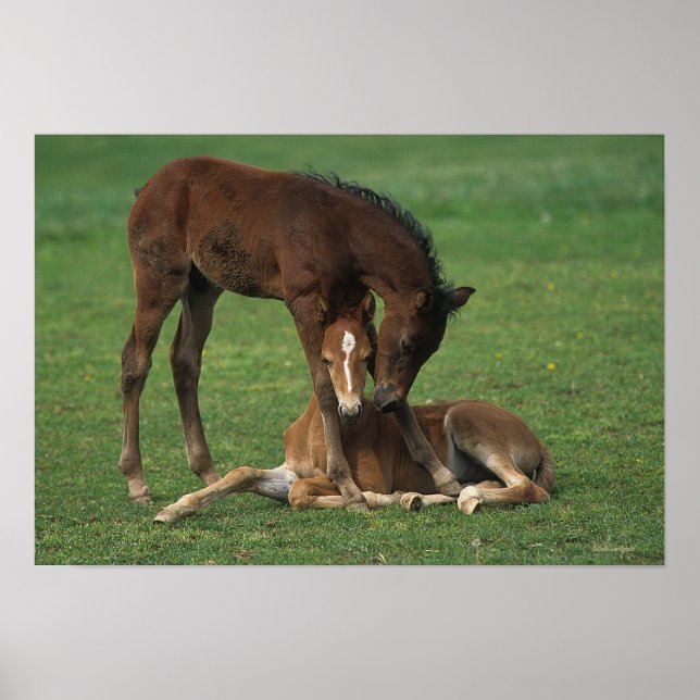 Affiche Morgan Foals joue (Devant)