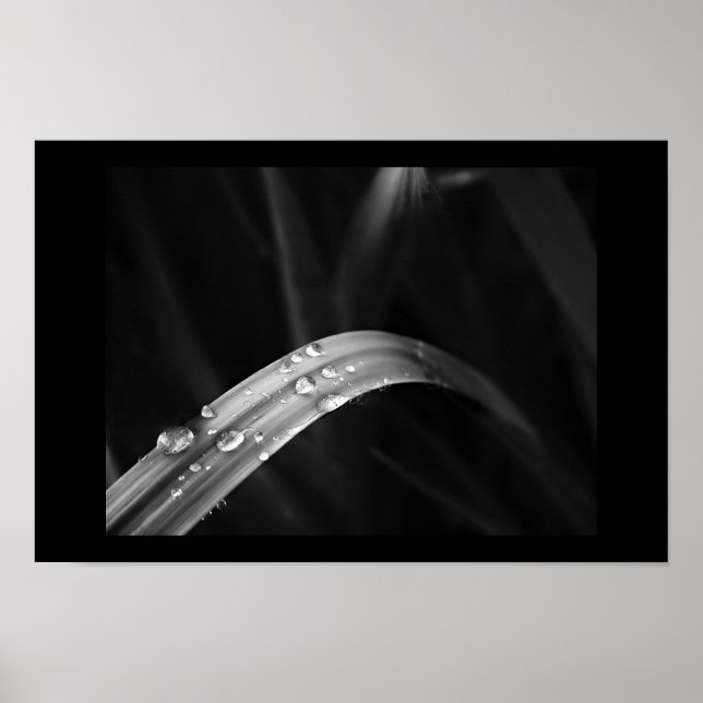 Affiche Morning Dew (Devant)