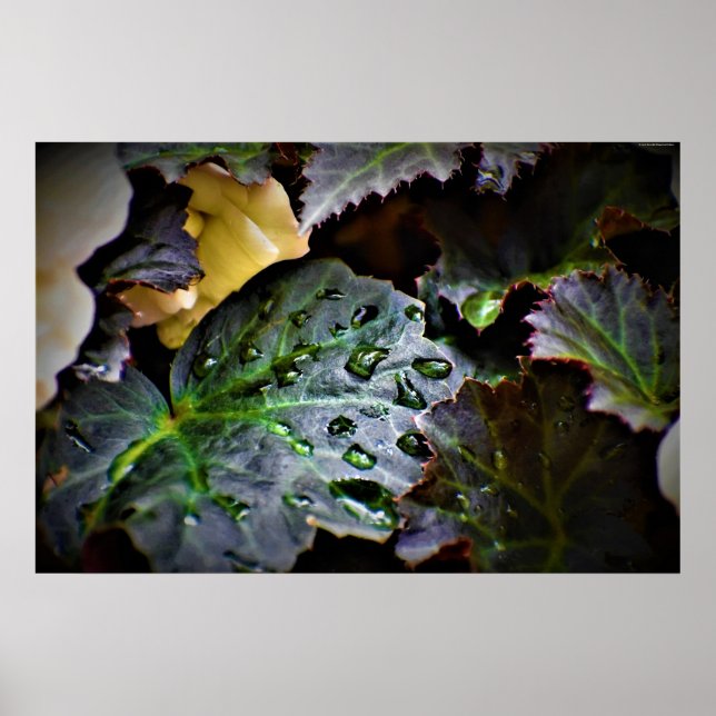 Affiche Morning Dew, (Devant)