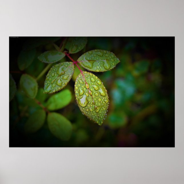 Affiche Morning Dew, (Devant)