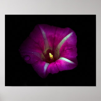 Affiche Morning Glory Flower