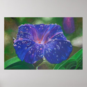 Affiche Morning Glory (Ipomoea Purpurea) Petals et Dew Dr.
