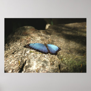 Affiche Morpho bleu, Parcs du Niagara, Canada
