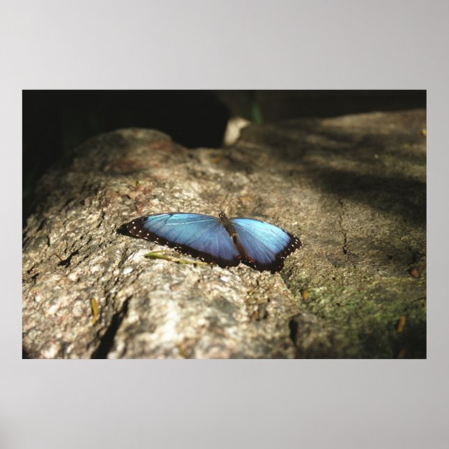 Affiche Morpho bleu, Parcs du Niagara, Canada (Devant)