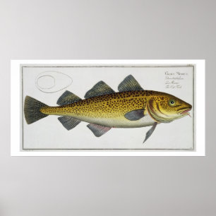 Affiche Morue (Gadus Morhua) plaque LXIV de 'Ichthyologie,
