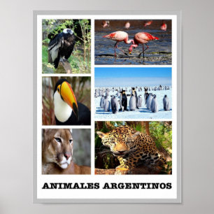 Affiche Mosaic Animales Argentinos -