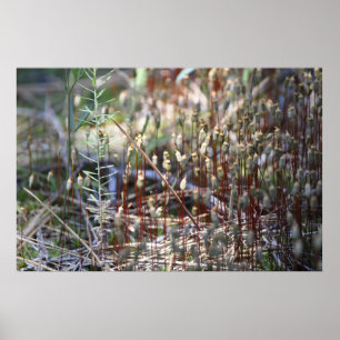 Affiche Moss Sporophyts