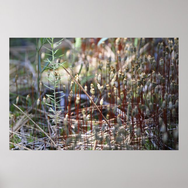 Affiche Moss Sporophyts (Devant)