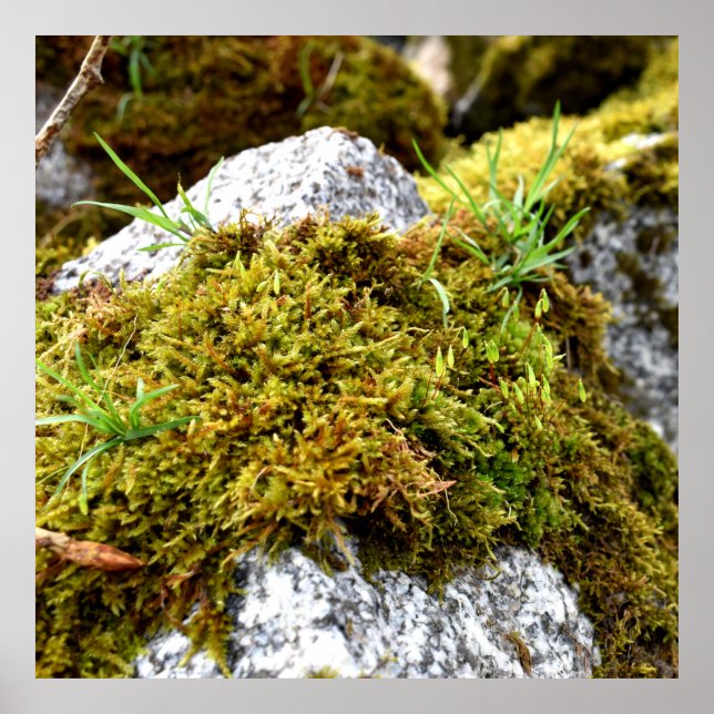 Affiche Mosses (Devant)