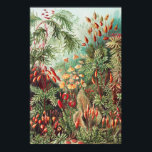 Affiche Mosses, Muscinae Laubmoose by Ernst Haeckel<br><div class="desc">Muscinae Laubmoose by Ernst Haeckel Vintage Plants Poster</div>