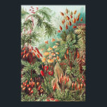Affiche Mosses, Muscinae Laubmoose by Ernst Haeckel<br><div class="desc">Muscinae Laubmoose by Ernst Haeckel Vintage Plants Poster</div>