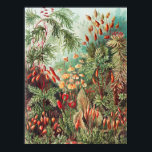 Affiche Mosses, Muscinae Laubmoose par Ernst Haeckel<br><div class="desc">Muscinae Laubmoose par Ernst Haeckel Poster Plante Vintage</div>