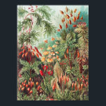 Affiche Mosses, Muscinae Laubmoose par Ernst Haeckel<br><div class="desc">Muscinae Laubmoose par Ernst Haeckel Poster Plante Vintage</div>