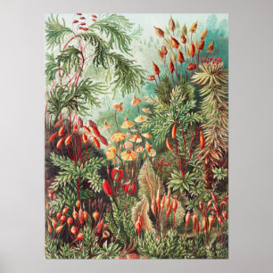 Affiche Mosses, Muscinae Laubmoose par Ernst Haeckel