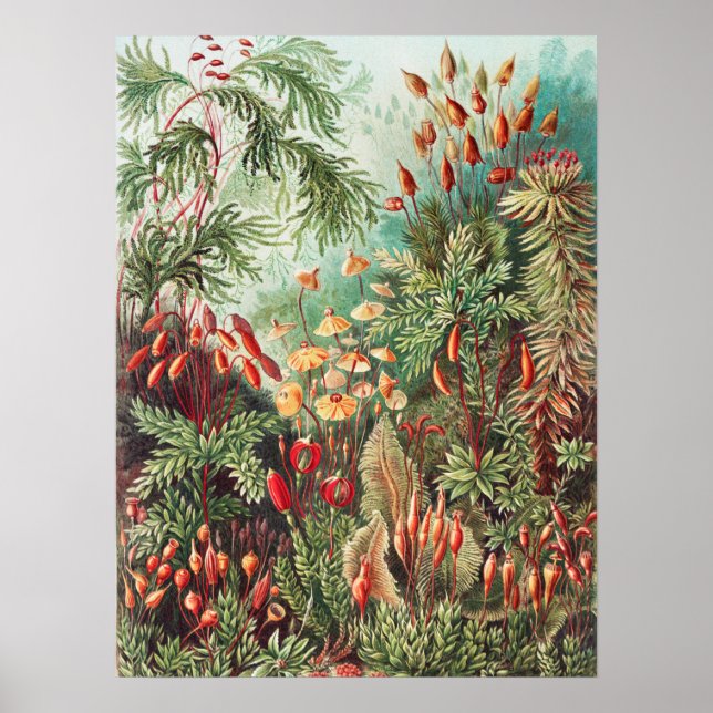 Affiche Mosses, Muscinae Laubmoose par Ernst Haeckel (Devant)