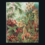 Affiche Mosses, Muscinae Laubmoose par Ernst Haeckel<br><div class="desc">Muscinae Laubmoose par Ernst Haeckel Poster Plante Vintage</div>