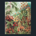 Affiche Mosses, Muscinae Laubmoose par Ernst Haeckel<br><div class="desc">Muscinae Laubmoose par Ernst Haeckel Poster Plante Vintage</div>