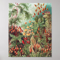 Mosses, Muscinae Laubmoose par Ernst Haeckel