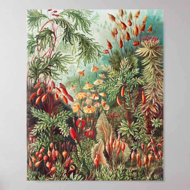 Affiche Mosses, Muscinae Laubmoose par Ernst Haeckel (Devant)