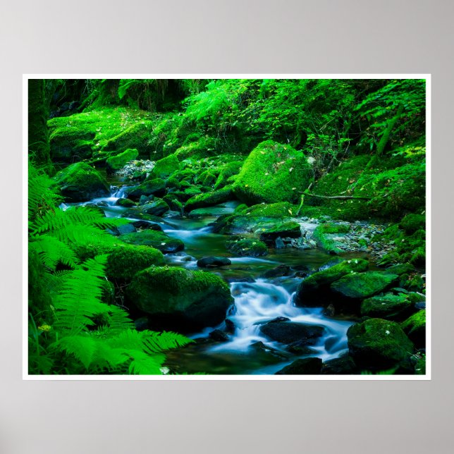 Affiche Mossy Forest Stream in Killarney National Park (Devant)