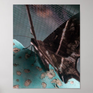 Affiche Moth à queue noire tropicale