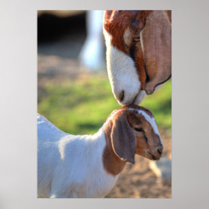 Affiche Mother Goat et bébé