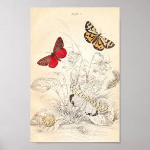 Affiche Moths and Butterflies