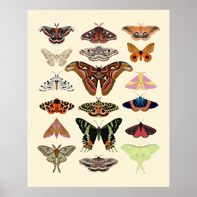 Affiche Moths - beau insecte illustré joli art (Devant)