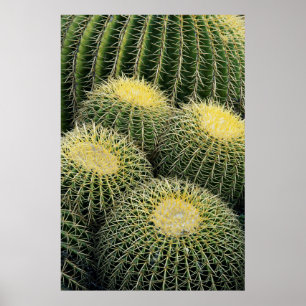 Affiche Motif de cactus