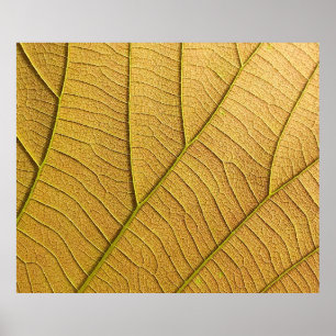 Affiche Motif de feuille jaune doré le matin.