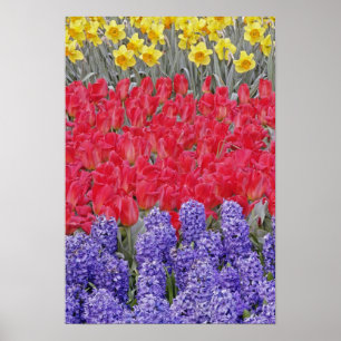 Affiche Motif de hyacinthe, de tulipes et de daffodils,