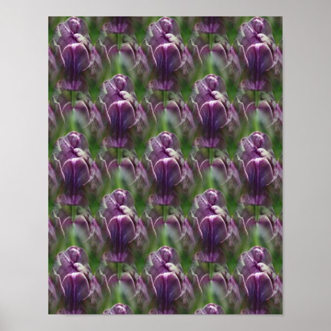 Affiche Motif de la nature des fleurs de tulipe violet (Devant)