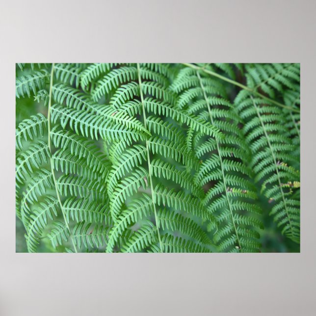 Affiche motif naturel feuilles de fougère verte (Devant)