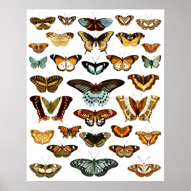 Affiche Motif papillon vintage (Devant)