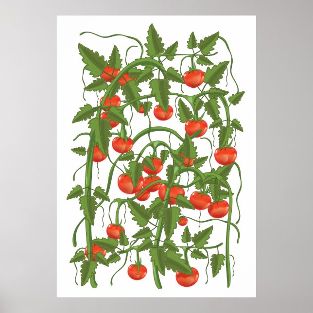 Affiche Motif Tomates (Devant)
