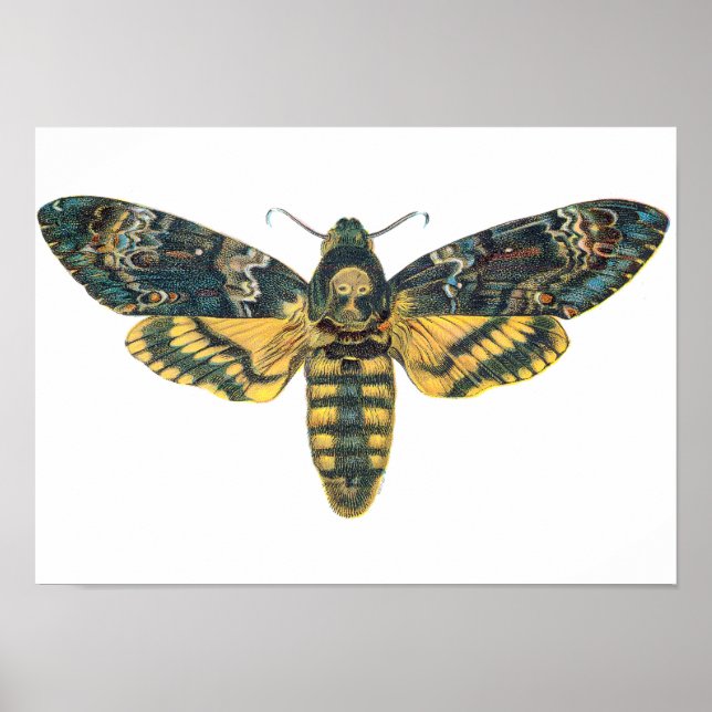 Affiche Motte de la tête de mort, grande mite, papillon de (Devant)