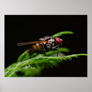 Affiche Mouche aux yeux rouges perchée sur une feuille ver