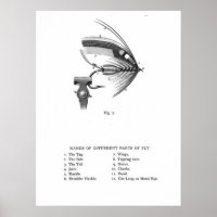 mouche de pêche