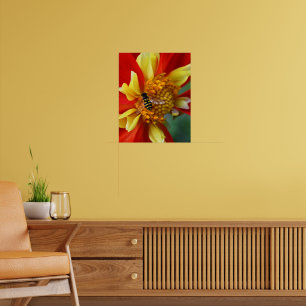 Affiche Mouche volante sur Dahlia à collerette photographi