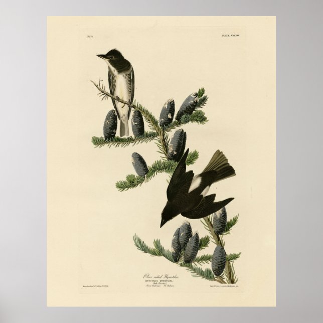 Affiche Moucherolle à face olive, les oiseaux d'Amérique d (Devant)